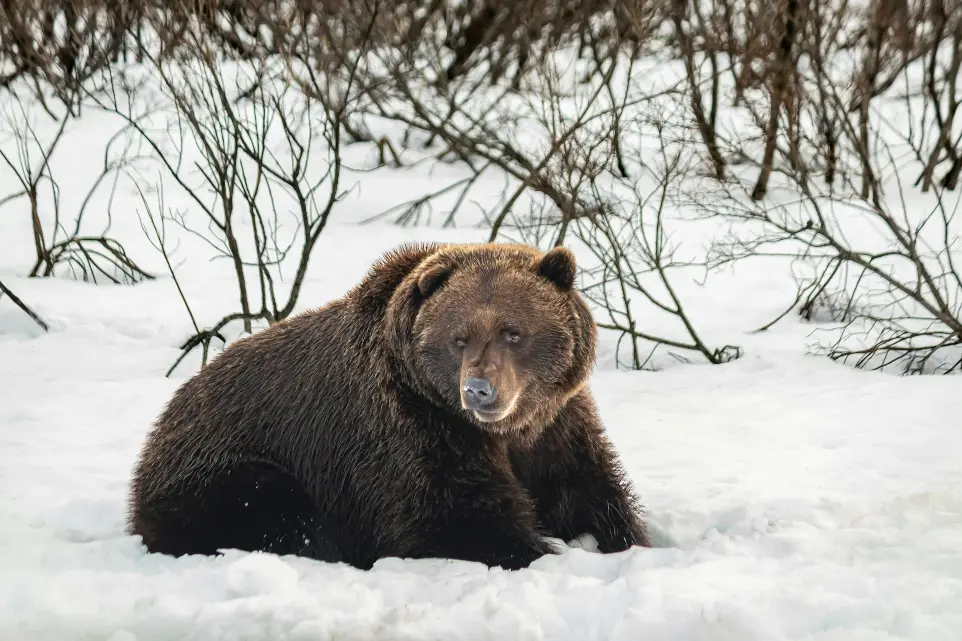 a large brown bear sitting in the snow
