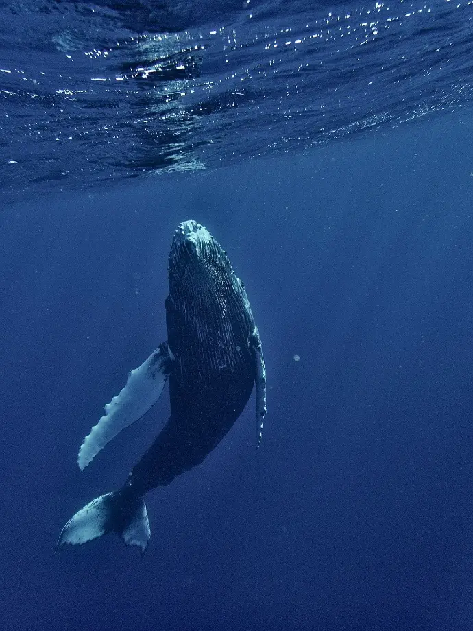 a humpback whale swims under the surface of the water